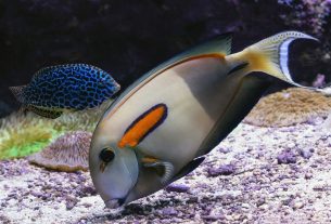 Ocean King Malaysia 2026: Free Credit, No Deposit & Expert Guide