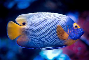 Ocean King Pro: Maximize Your Fish Game Coin Profit