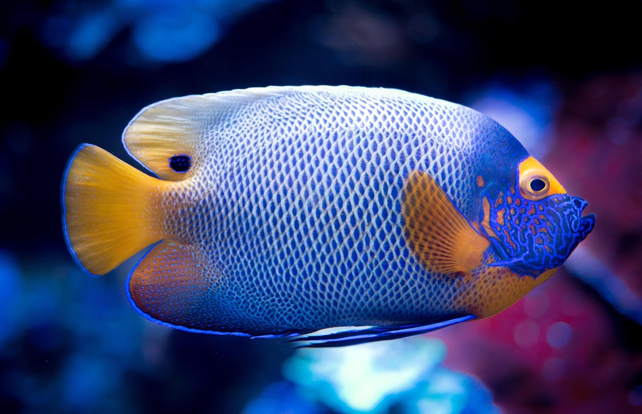 Ocean King Pro: Maximize Your Fish Game Coin Profit