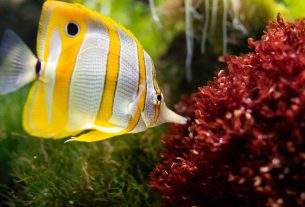 Fishing Game Bonus Fish: Ultimate Guide