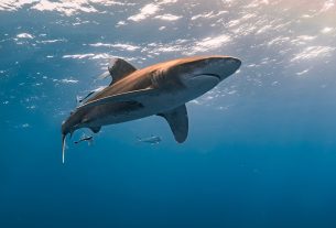Master the Fishing Game Bonus Fish in 2026