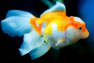 Ocean King Strategy: Targeting Profitable Fish