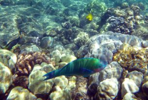 Pro Guide: Effective Techniques to Catch Big Fish in Ocean King