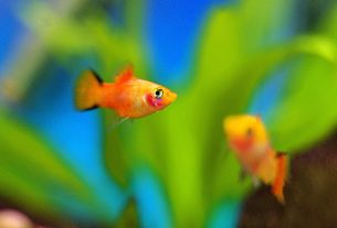 The Ultimate Ocean King Boss Fish Guide