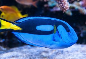 Win Big in Ocean King: A Beginner's Pro Guide